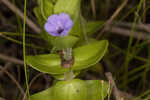 Blue waterhyssop